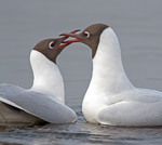 Весняні поцілунки (III)