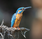 Рибалочка блакитний (Alcedo atthis)