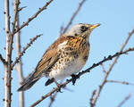 Чикотень (Turdus pilaris)