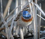 Мешканець рогозових чагарів.