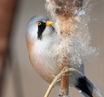 Синиця вусата, самець (Panurus biarmicus)