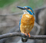 Рибалочка блакитний (Alcedo atthis)