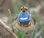 Ранковий співак