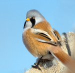 Синиця вусата, самець (Panurus biarmicus)