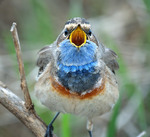 Весна, ти де!?