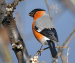 Снігур (Pyrrhula pyrrhula)