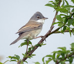 Кропив'янка сіра (Curruca communis)