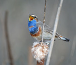 Соліст весни