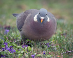 Припутень (Columba palumbus)