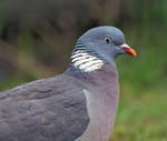 Припутень (Columba palumbus)