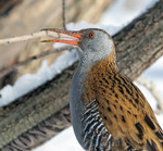 Певно весну кличе...