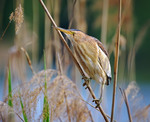 Бугайчик (Ixobrychus minutus)