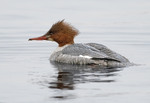 Крех великий, самка (Mergus merganser)