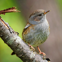 Тинівка лісова (Prunella modularis)