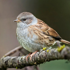 Тинівка лісова (Prunella modularis)