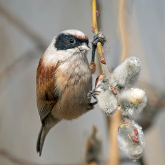 Ремез звичайний (Remiz pendulinus)