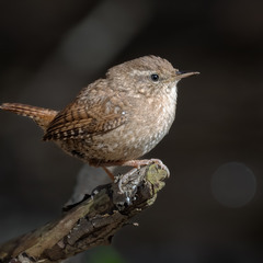 Волове очко (Troglodytes troglodytes)
