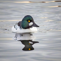 Гоголь зеленоголовий, самець (Bucephala clangula)