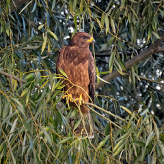 Осоїд євразійський (Pernis apivorus)