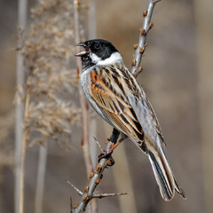 Вівсянка очеретяна (Emberiza schoeniclus)