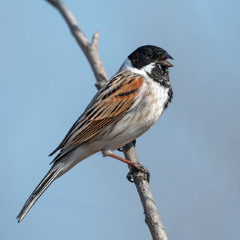Вівсянка очеретяна (Emberiza schoeniclus)