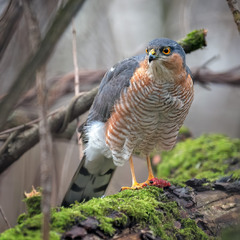 Яструб малий, самець (Accipiter nisus)