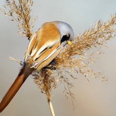 Синиця вусата