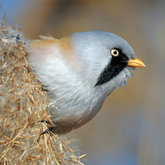 Синиця вусата