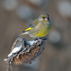Зеленяк звичайний, самець (Chloris chloris)