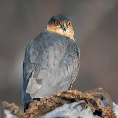 Яструб малий, самець (Accipiter nisus)
