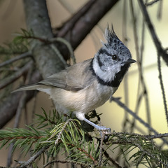 Синиця чубата