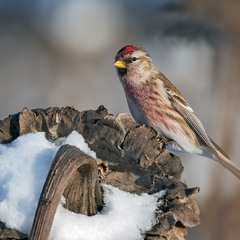 Чечітка звичайна, самець (Acanthis flammea)