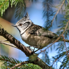 Синиця чубата