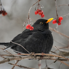 Дрізд чорний, самець (Turdus merula)