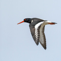 Сорока... але не та