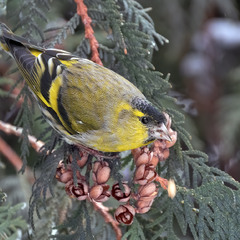 Чиж, самець (Spinus spinus)