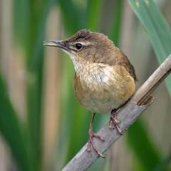 Кобилочка солов'їна (Locustella luscinioides)