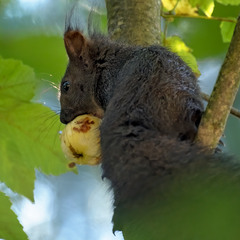 За смаколиками