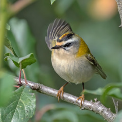 Регулювальник