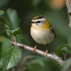 Золотомушка червоночуба (Regulus ignicapillus)