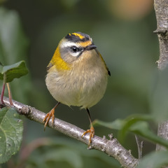 Золотомушка червоночуба (Regulus ignicapillus)