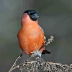 Снігур звичайний, самець (Pyrrhula pyrrhula)