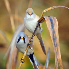 Сімейний портрет