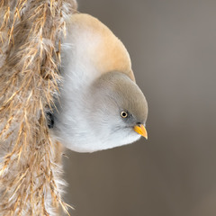 Синиця вусата, самка (Panurus biarmicus)