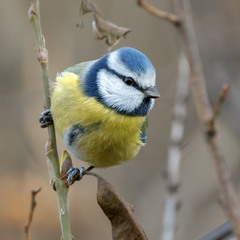 Синиця блакитна (Cyanistes caeruleus)