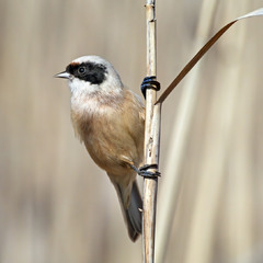Ремез звичайний (Remiz pendulinus)