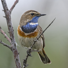 Синьошийка