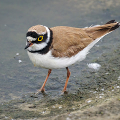 Пісочник малий (Charadrius dubius)