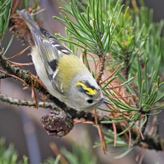 Золотомушка жовточуба (Regulus regulus)