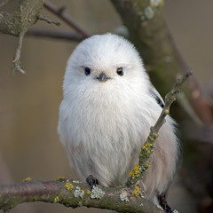 Фото на паспорт, але в інтер'єрі